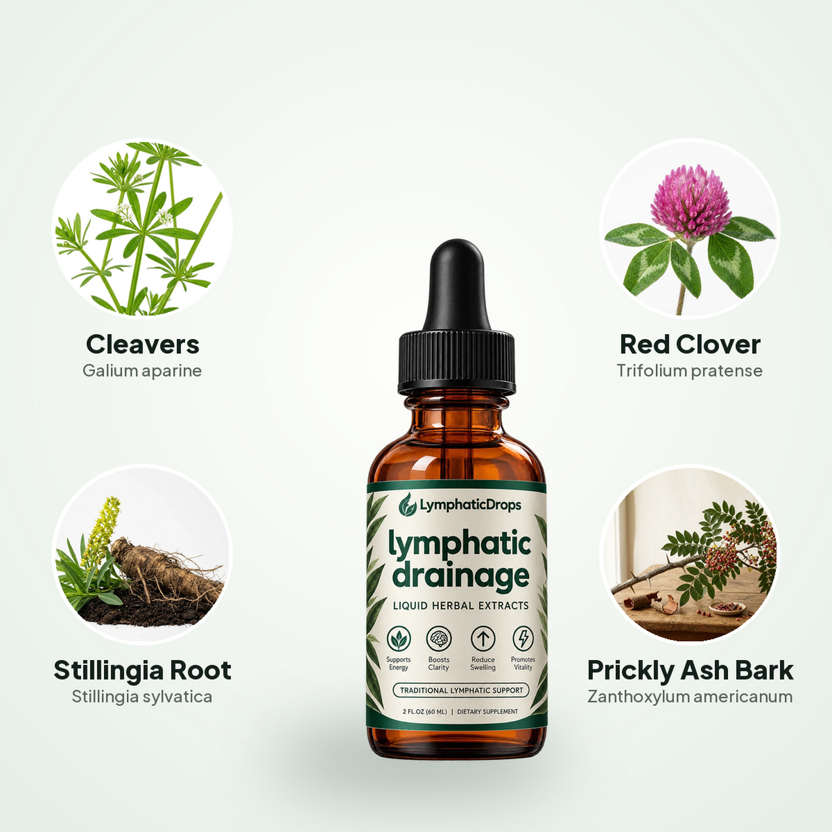 Lymphatic Drainage Drops with its four herbs
